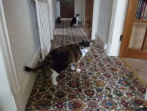 Marmy and Patchy exploring