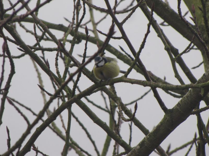 Bank Edge view birds 17th Feb 2014
