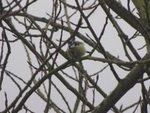 Bank Edge view birds 17th Feb 2014