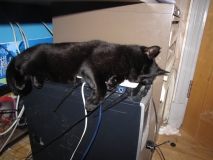 router cat 001