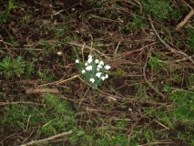 Snowdrops in Valley Gardens 23022014