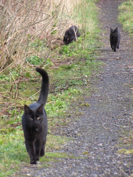 cats on track