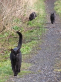 cats on track