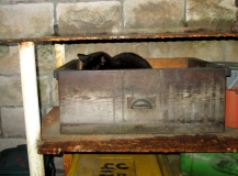 Lodger cat 24022014