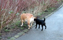 Jack and Cass 25022014