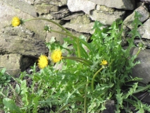 Dandelion Feb 2014