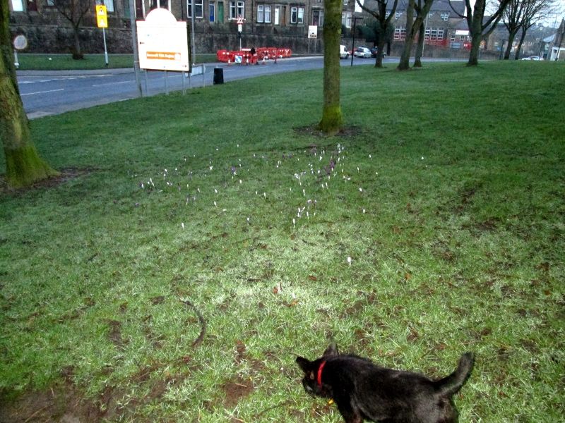 Crocus on the Green 01032014