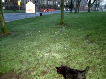 Crocus on the Green 01032014