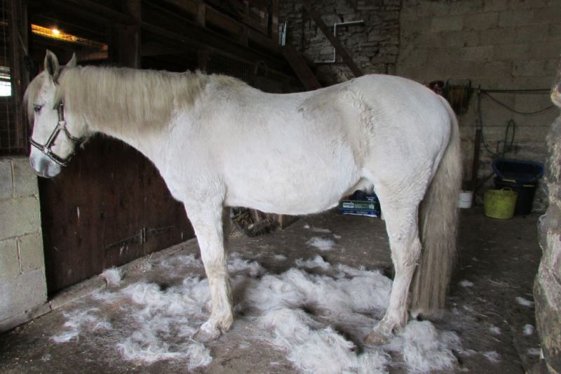 pony1