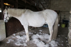 pony1