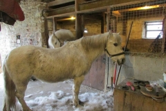 pony2