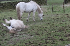 pony3