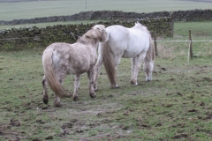 pony4