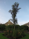Birch tree at Memorial Gardens