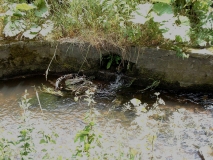 BowkerDrainexit