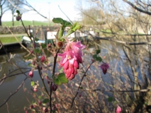 blossom Mar 2014