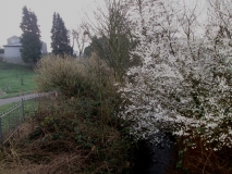 Valley Gardens late March 2014