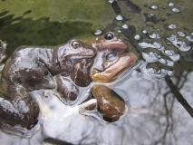 Frogs 16th March 2014