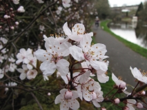 Blossom on canal March 2014 001