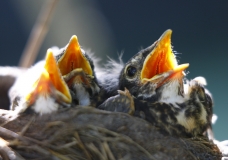 Baby Birds