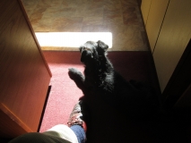 Jack in sunshine