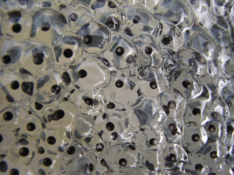 frogspawn 29th Mar 2014