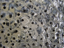 frogspawn 29th Mar 2014