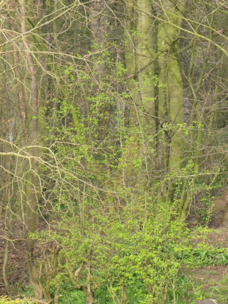 Bank edge view 30th Mar 2014 004