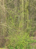 Bank edge view 30th Mar 2014 004
