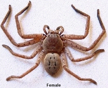 Huntsmanspider
