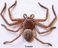 Huntsmanspider
