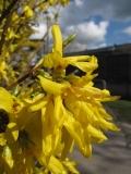 blossom 1st April 2014 002