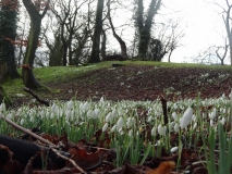 snowdrops