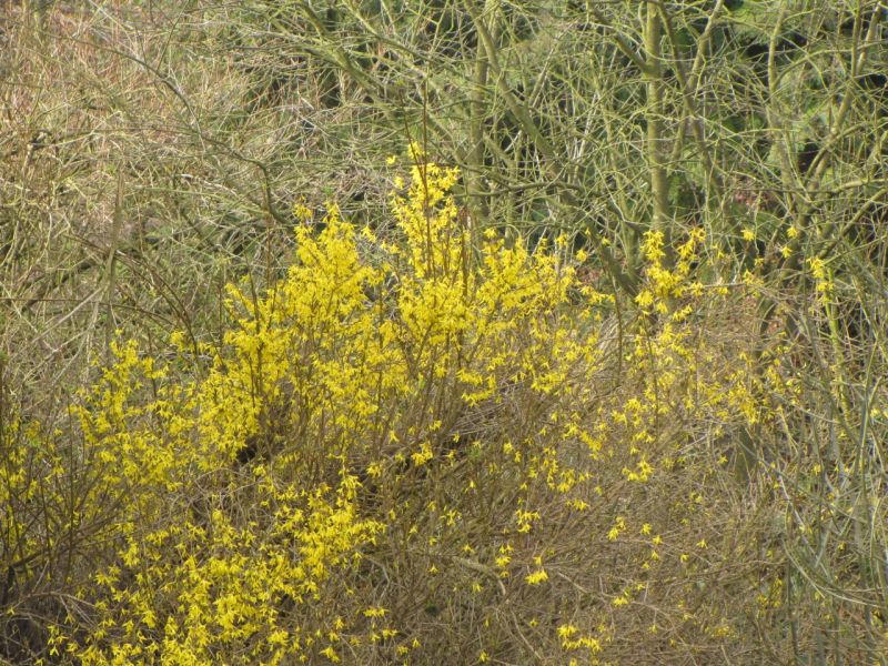 Bank edge view 30th Mar 2014 006