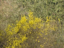 Bank edge view 30th Mar 2014 006