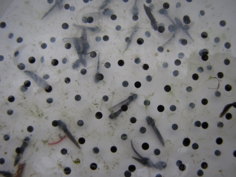 tadpoles 4th April 2014