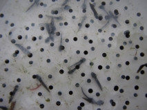 tadpoles 4th April 2014