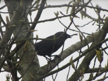 Bank Edge view 8th April 2014 crow 003