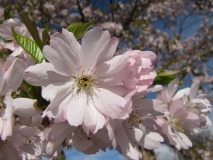 Blossom 10th April 2014