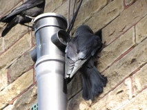 crows nesting 10th April 2014
