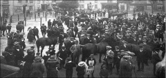 Horses requisitioned