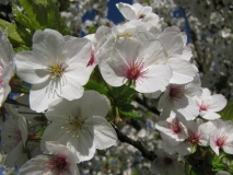 blossom 11th April 2014 004