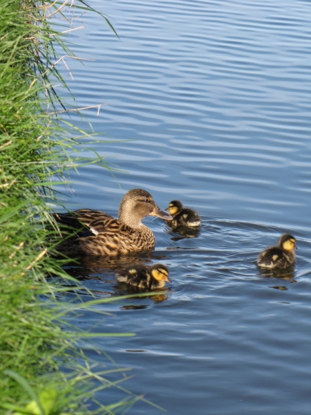 ducklings 11th April 2014 009