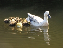 ducklings 2 11th April 2014 007