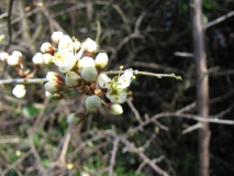 blossom 11th April 2014 013
