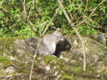 Squirell 16th April 2014 026