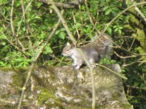 Squirrel 16th April 2014 015