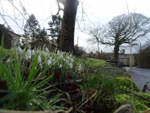 snowdrops 2