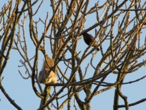 Squirrel 18th April 2014 002