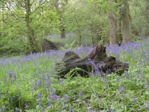 Bluebells from Middleton wood